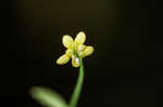 Mississippi buttercup